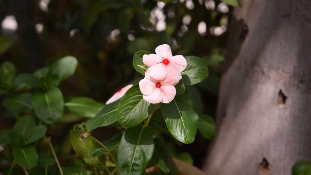 Relaxation Music - Plants смотреть онлайн