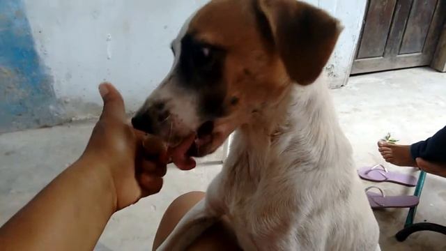 Quer pitomba? смотреть онлайн