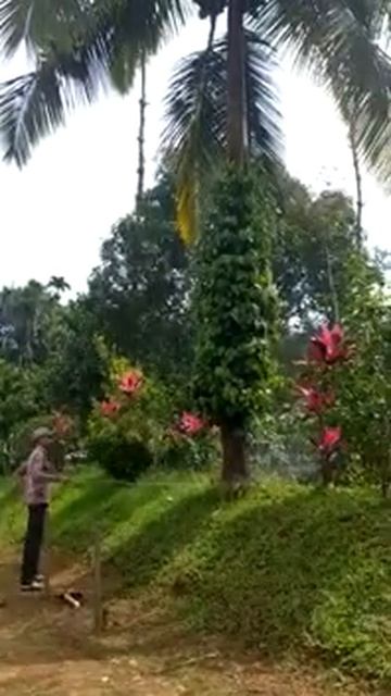 Karnataka : 22 Acre Of Areca Nut Estate Land For Sale Located At Mallanduru, Chikkamagaluru Distric смотреть онлайн