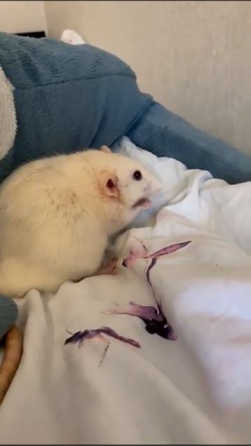 Rats eat black soldier Hermetia / Крыски едят черную львинку Гермеция смотреть онлайн