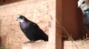 17.02.2025г Винтовые, Игровые Голуби Юрия Карповича👍