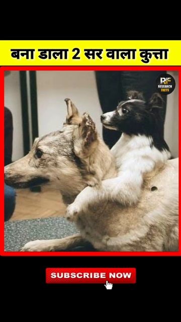 बना डाला 2 सर वाला कुत्ता | Dangerous Experiments On Animal | Research Facts #shorts смотреть онлайн