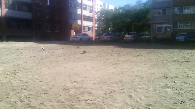 охота на голубя!!!!!!(DOVE HUNTING !!!) смотреть онлайн