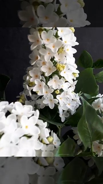 Сирень. Холодный фарфор смотреть онлайн