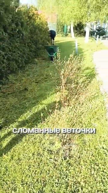 Что вы делаете саду весной? #сад #ландшафт #огород #туя #цветы #садовник #курсыландшафтногодизайна смотреть онлайн