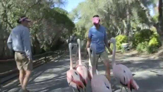 Flamingos - From Birth to Adult - SANTA BARBARA ZOO смотреть онлайн