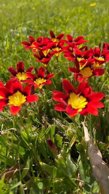So windy 🌬Harlequin Flower 🌸 смотреть онлайн