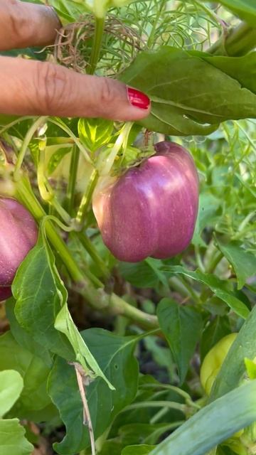 Purple Peppers смотреть онлайн