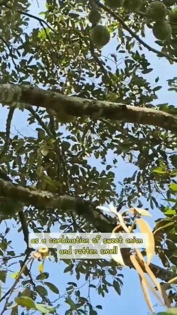 explanation about the durian tree, facts and uniques смотреть онлайн