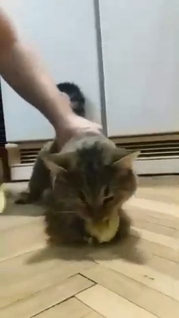 Даже котики любят кабачки смотреть онлайн