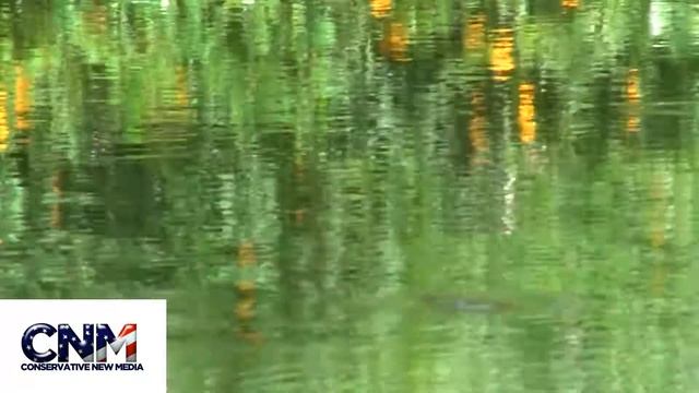 Vultures and Tapir in the water in 1080P HD смотреть онлайн