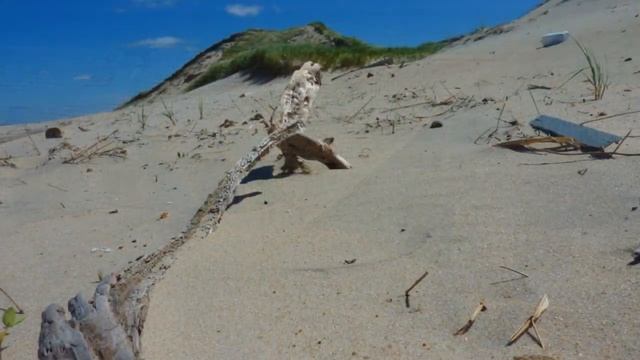 Кочующий остров ! 1 смотреть онлайн