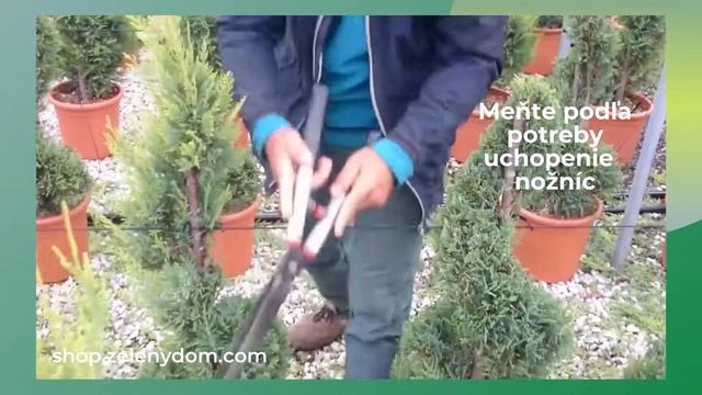 Ako strihať tvarované ihličnany смотреть онлайн