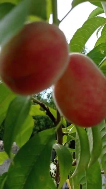 Интересно что это абрикос, персик или нектарин 🍑 #shorts #фрукты смотреть онлайн