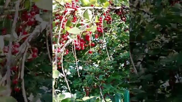 Красная черёмуха 🍒 расцвела в городском саду 🤗 смотреть онлайн
