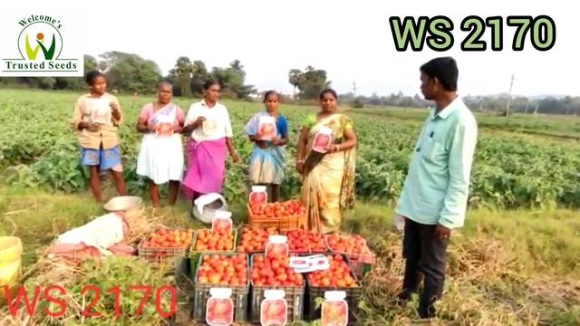 Tomato WS 2170 , Vishakpatnam Andhra Pradesh March 2023 смотреть онлайн