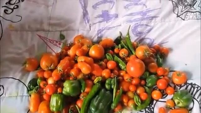 Southern California Home Garden Video 24 Tomato Tomatoes Peppers Pepper July 30 2016 смотреть онлайн