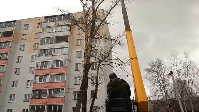 Дети в восторге над распилкой деревьев) смотреть онлайн