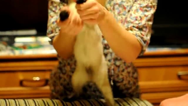 Опа котЭ стайл смотреть онлайн
