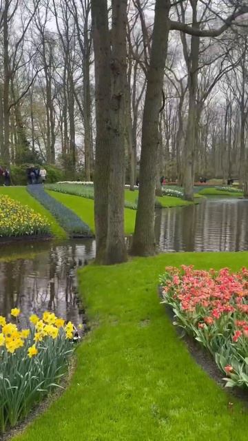 Ежедневный влог / Парк тюльпанов в Нидерландах смотреть онлайн