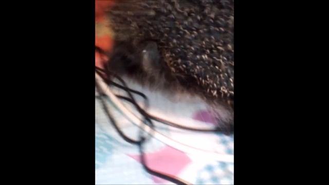 Ночной гость смотреть онлайн