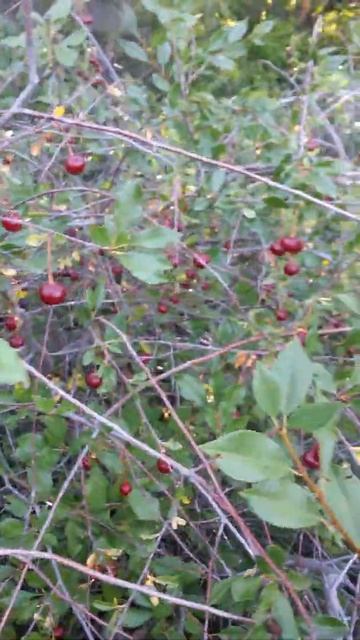 Вишня сорта Байлочная (от слова Бай - богатый, Байлык - богатство) Двадцать Третьего Июля смотреть онлайн