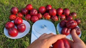 Нектарин Ерлі Девіл.Nectarine Early Devil.