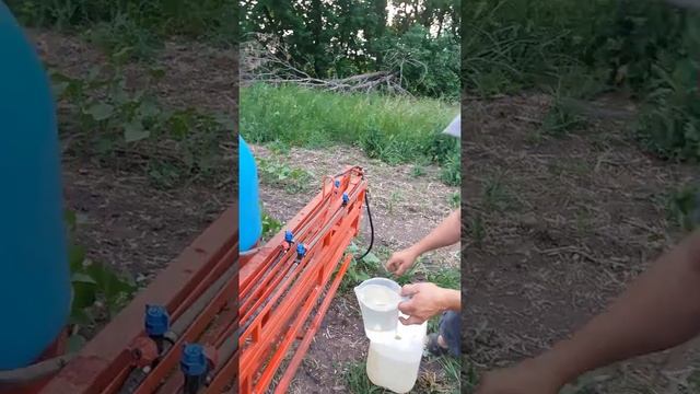 Кормим подсолнух полисту живоростом смотреть онлайн