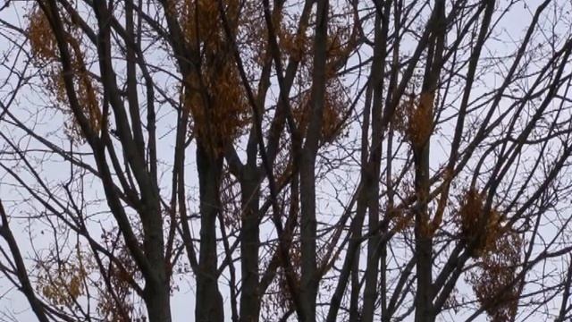 Зелені легені мікрорайонів Умані страждають від засилля омели смотреть онлайн