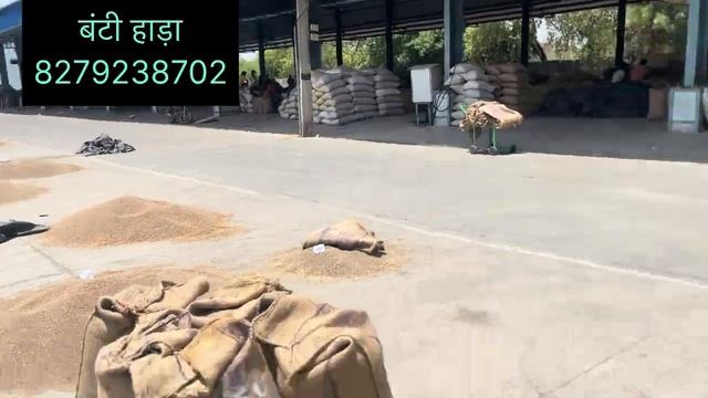 सरसों धनिया मै सुधार💥 भवानीमंडी सभी फसलों के भाव दिनांक 31-05-24 today Bhawanimandi bhav смотреть онлайн