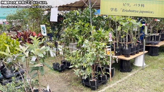 【植木市】沖縄市の「中部広域グリーンフェスタ大植木市」に行ってみた！Green Festa in Okinawa, Japan. смотреть онлайн