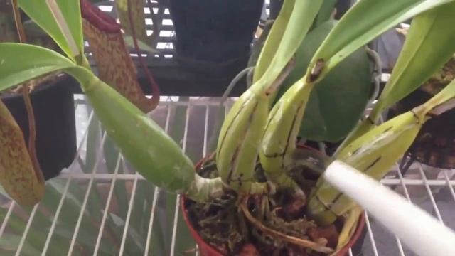 Orchid care : watering, potting and reblooming tips for Cattleya and similar orchids смотреть онлайн