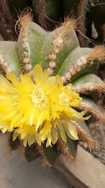 🥰 Rare Flowering Cactus🥰 #shorts #nature #beautiful #photography #cactus смотреть онлайн