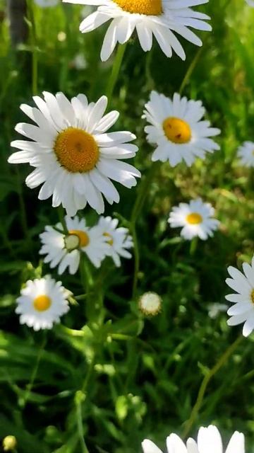 Прекрасное дачное утро #shorts смотреть онлайн