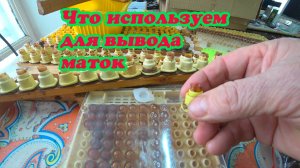 ЧТО МЫ ИСПОЛЬЗУЕМ ДЛЯ ВЫВОДА МАТОК НА СВОЕЙ ПАСЕКЕ.