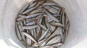 Зимняя рыбалка на корюшку. На реке Партизанская. Рыбалка на корюшку. Корюшки МАЛО. Ловля на самодур