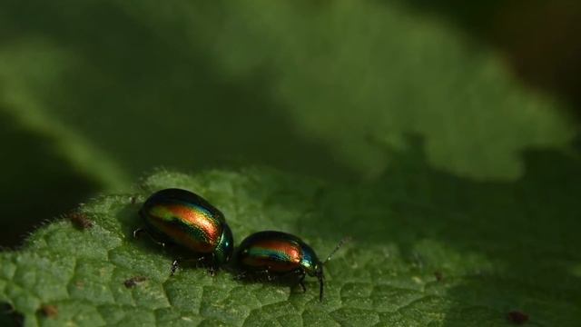 Hennepnetelgoudhaantje Chrysolina fastuosa смотреть онлайн