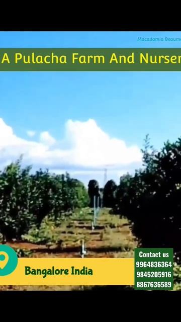 Pulacha Nursery Macadamia Beaumont A4 Beaumont 816 plant available смотреть онлайн