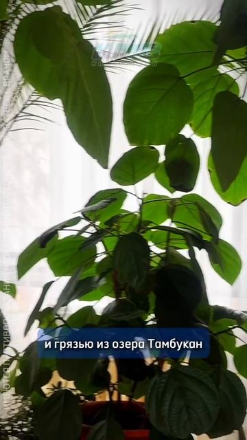 Им. Димитрова смотреть онлайн