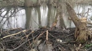 бобры на даче, лишь бы виноград не грызли.