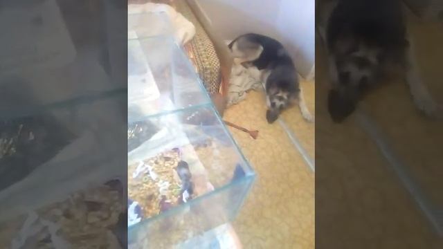 Мышки сатиновые. смотреть онлайн