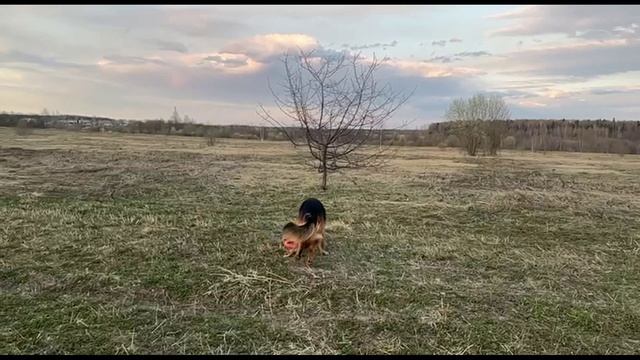 Гайрат с пуллером смотреть онлайн