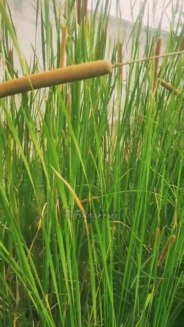 😵ஓ இது தான் பூனை வால்🐈🐱 செடியா 🤣இத பாத்தா பக்கத்துல போகாதீங்க ☣️🔞#shorts #cattails смотреть онлайн