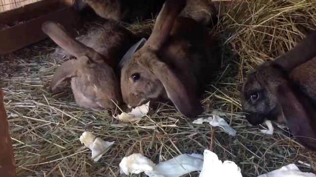 Кролики смотреть онлайн