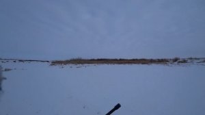 Охота на зайца.  Зайцы с цирка. Сезон 2024-2025 №218