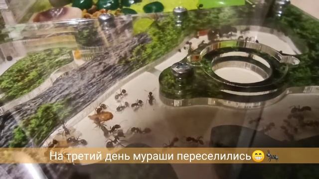 Жизнь замечательных муравьёв. Муравьиная ферма. Первый запуск смотреть онлайн