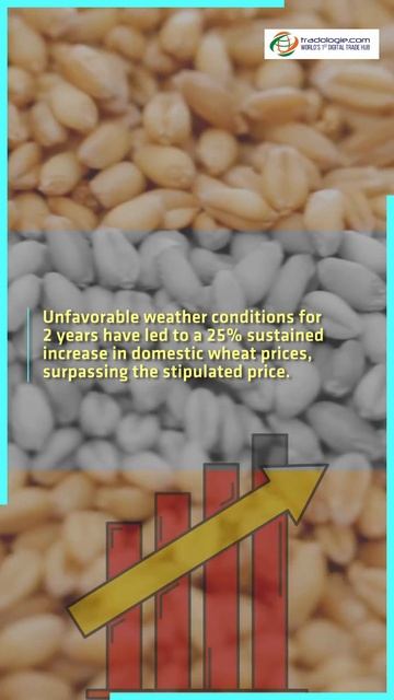 India To Permit The Import Of Russian Wheat In An Effort To Reduce Domestic Prices смотреть онлайн
