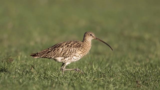Numenius arquata смотреть онлайн