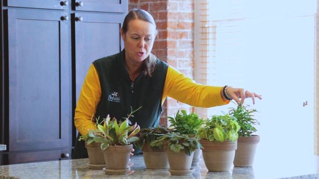 PETITTI | How to Grow and Care for Peperomia смотреть онлайн