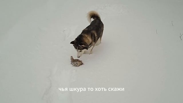 Сразу за огородом лоси погрызли молодую осину смотреть онлайн